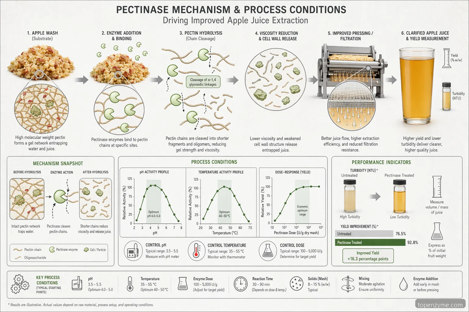pectinase apple juice experiment results for industrial extraction, mapping enzyme dose, mash breakdown, filtration, and yield curves