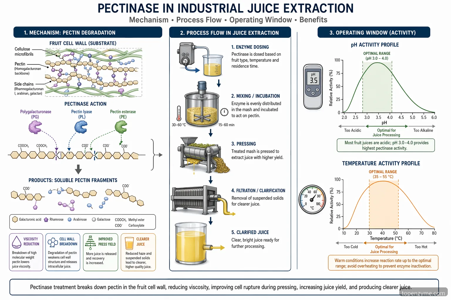 pectinase concentrate for industrial juice extraction diagram showing pectin breakdown, pH-temperature window, and process flow
